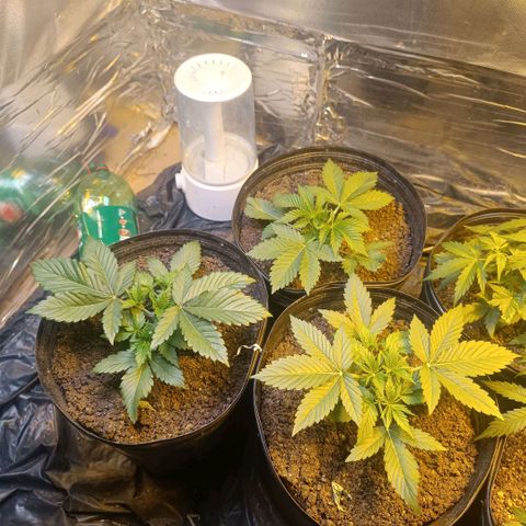 Northern lights  #1 growlog timeline photo