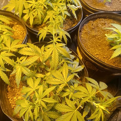 Lemon haze growlog timeline photo