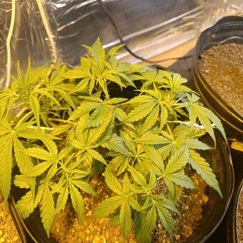 London cheese  growlog timeline photo
