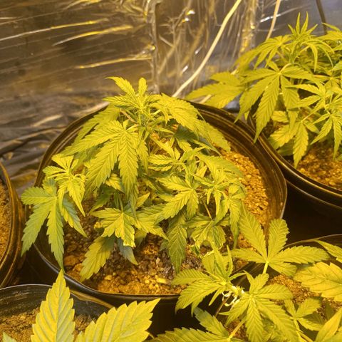 Ak 47 growlog timeline photo