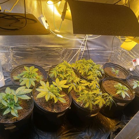 London cheese  growlog timeline photo