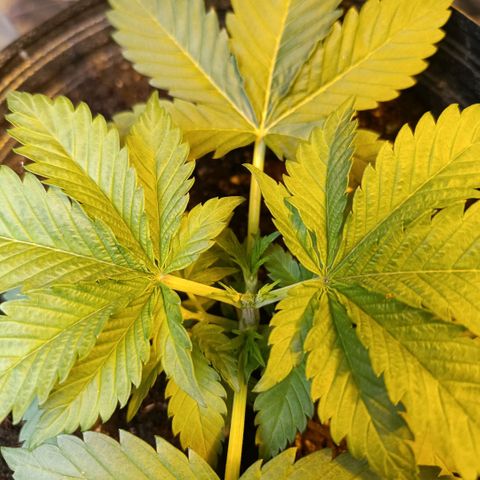 Northern lights  #1 growlog photo: Poda apical na 2