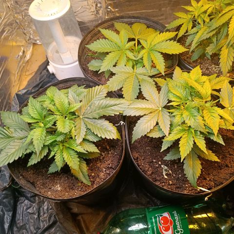 Northern lights  #1 growlog timeline photo
