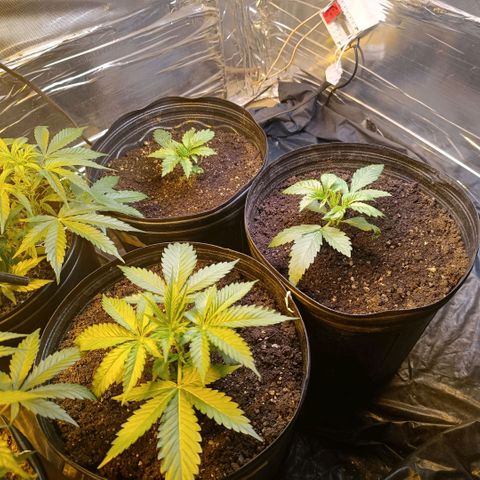 Northern lights  #1 growlog timeline photo