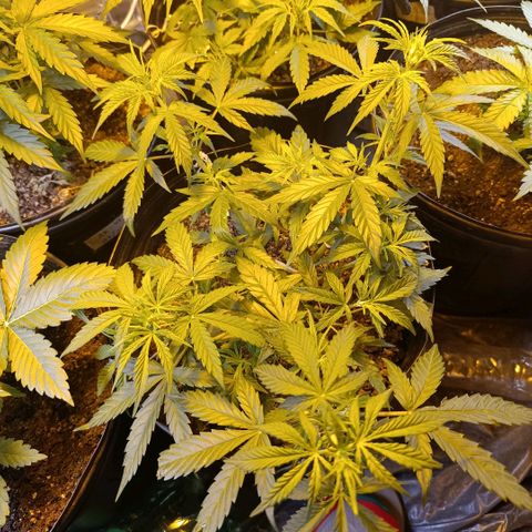 Lemon haze growlog timeline photo