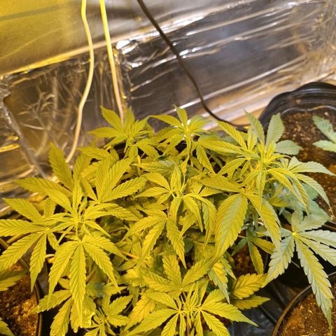 London cheese  growlog timeline photo