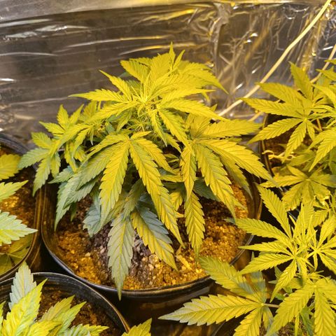 Ak 47 growlog timeline photo