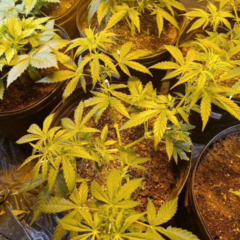 Lemon haze growlog timeline photo