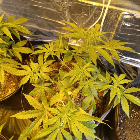 London cheese  growlog timeline photo