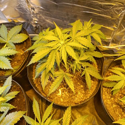 Ak 47 growlog timeline photo