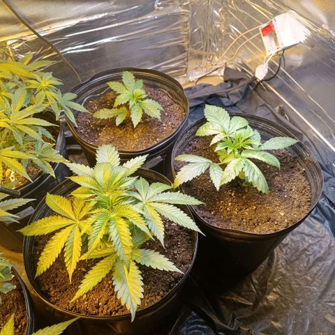 Northern lights  #1 growlog timeline photo