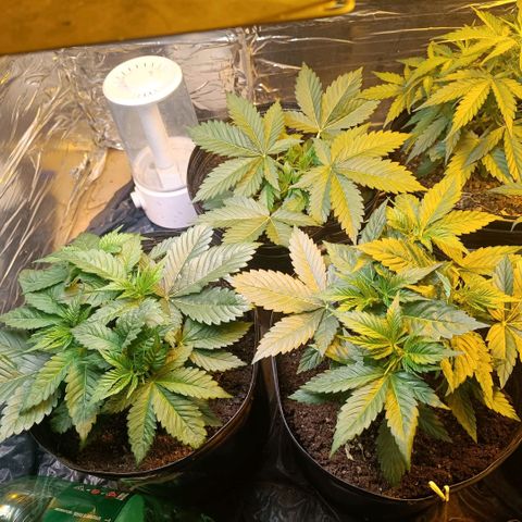 Northern lights  #1 growlog timeline photo