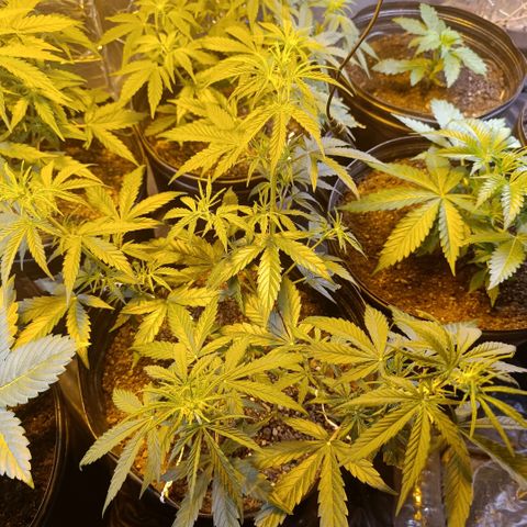 Lemon haze growlog timeline photo