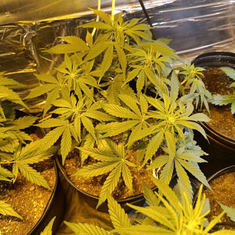 London cheese  growlog timeline photo