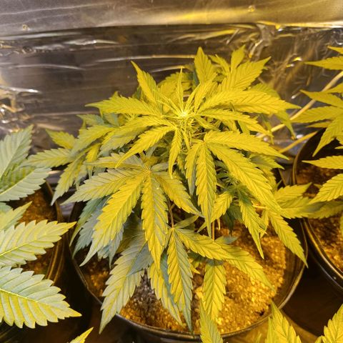 Ak 47 growlog timeline photo