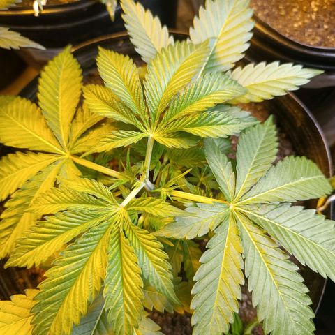 Northern lights  #1 growlog photo: Poda na 4 