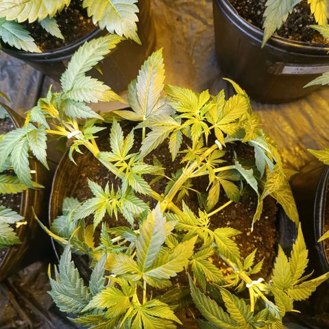Northern lights  #1 growlog timeline photo