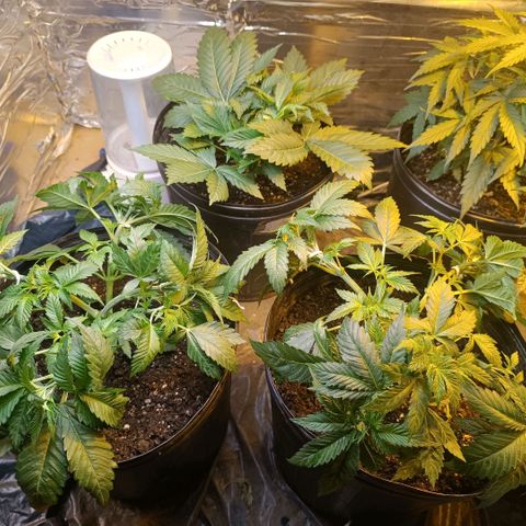 Northern lights  #1 growlog photo: LST na 1 e 3