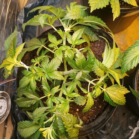 Northern lights  #1 growlog timeline photo