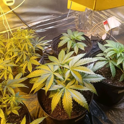 Northern lights  #1 growlog timeline photo