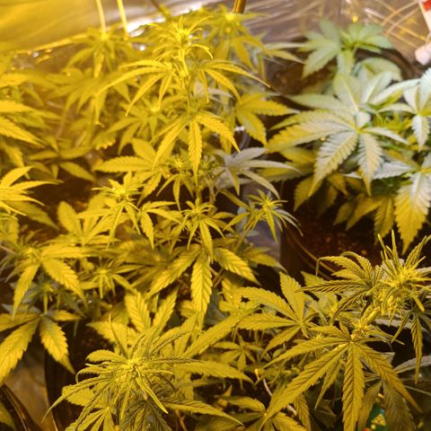 Lemon haze growlog timeline photo