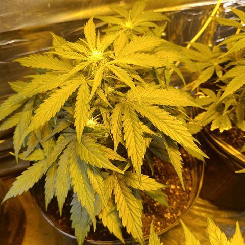 Ak 47 growlog timeline photo