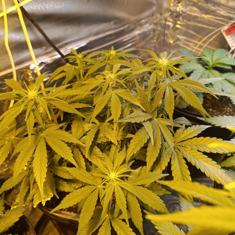 London cheese  growlog timeline photo