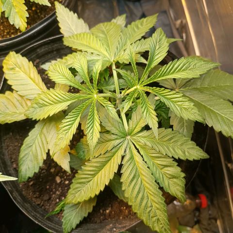 Northern lights  #1 growlog photo: Poda na 6 