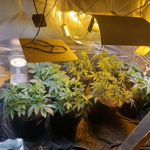 London cheese  growlog timeline photo