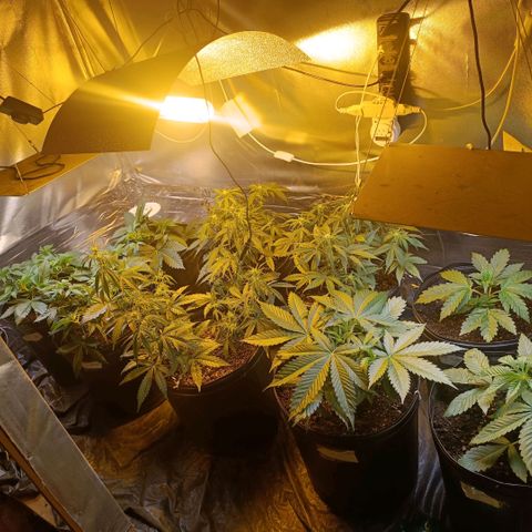 London cheese  growlog timeline photo