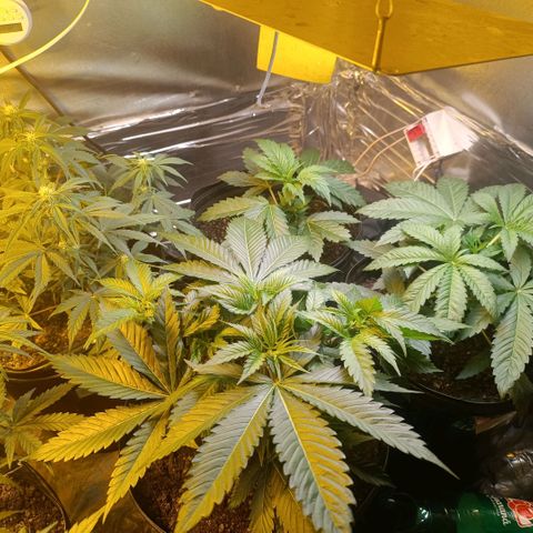 Northern lights  #1 growlog timeline photo