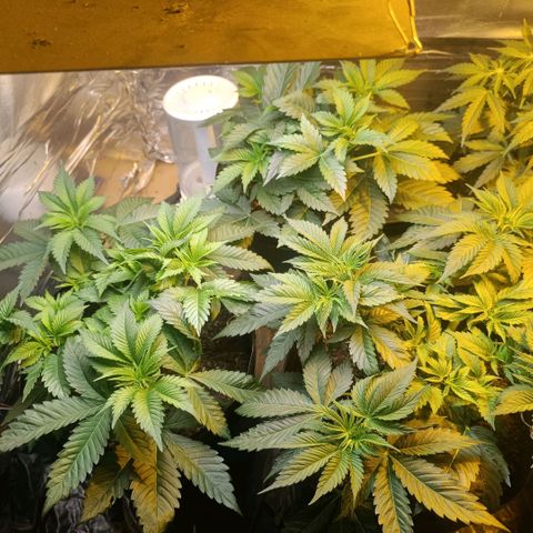 Northern lights  #1 growlog timeline photo