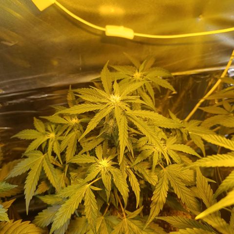 Ak 47 growlog timeline photo