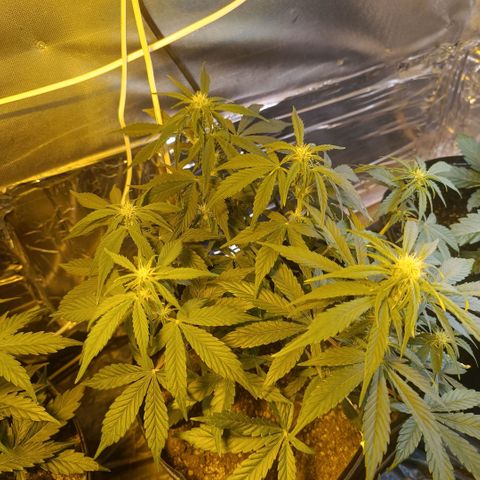 London cheese  growlog timeline photo