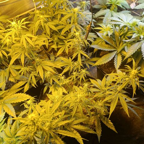 Lemon haze growlog timeline photo