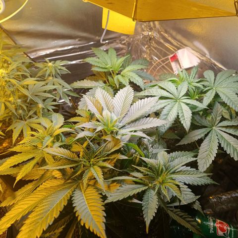 Northern lights  #1 growlog timeline photo