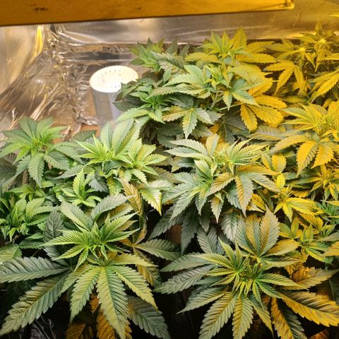 Northern lights  #1 growlog timeline photo