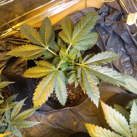 Northern lights  #1 growlog photo: Poda top na 5 