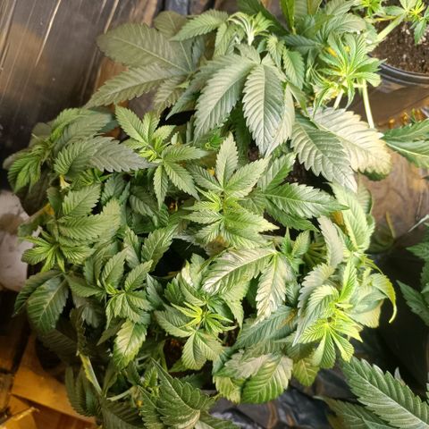 Northern lights  #1 growlog photo: Ajuste de LST na 1 e na 3 