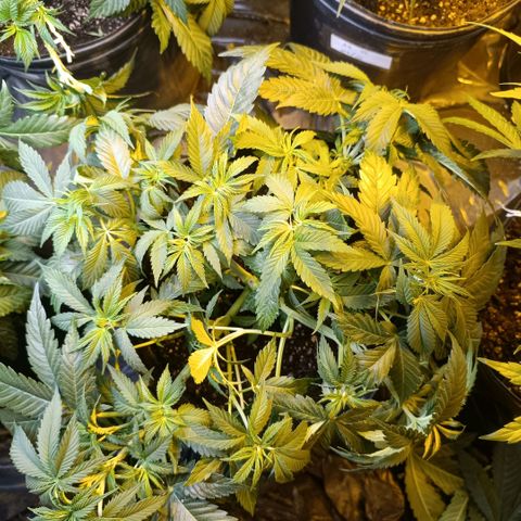 Northern lights  #1 growlog photo: Ajuste de LST na 1 e na 3 