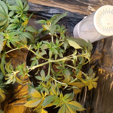 Northern lights  #1 growlog photo: LST na 2 