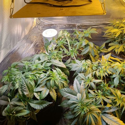 Northern lights  #1 growlog timeline photo