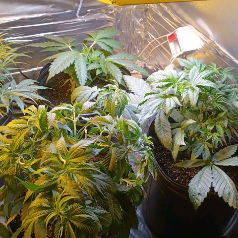 Northern lights  #1 growlog timeline photo