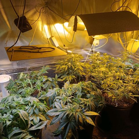 London cheese  growlog timeline photo