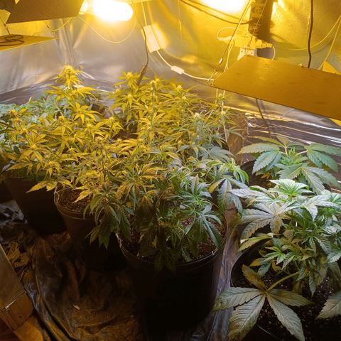 London cheese  growlog timeline photo