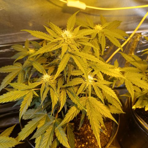 Ak 47 growlog timeline photo