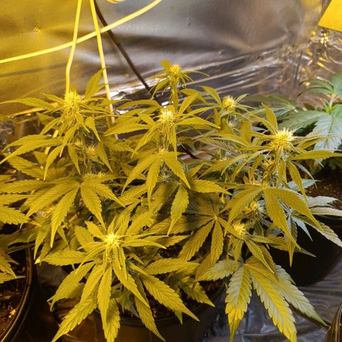 London cheese  growlog timeline photo