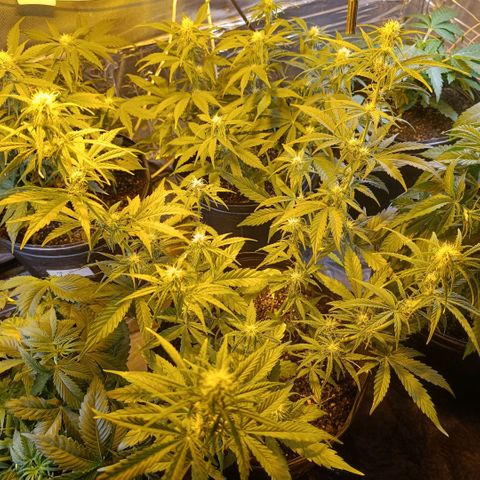 Lemon haze growlog timeline photo