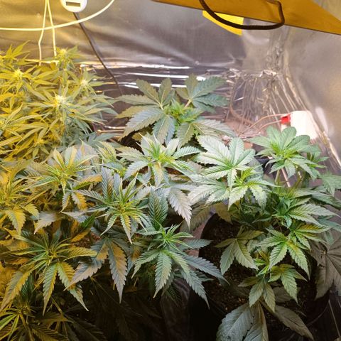 Northern lights  #1 growlog timeline photo