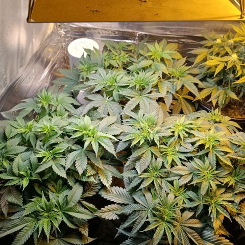 Northern lights  #1 growlog timeline photo